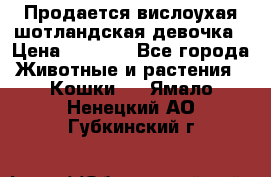 Продается вислоухая шотландская девочка › Цена ­ 8 500 - Все города Животные и растения » Кошки   . Ямало-Ненецкий АО,Губкинский г.